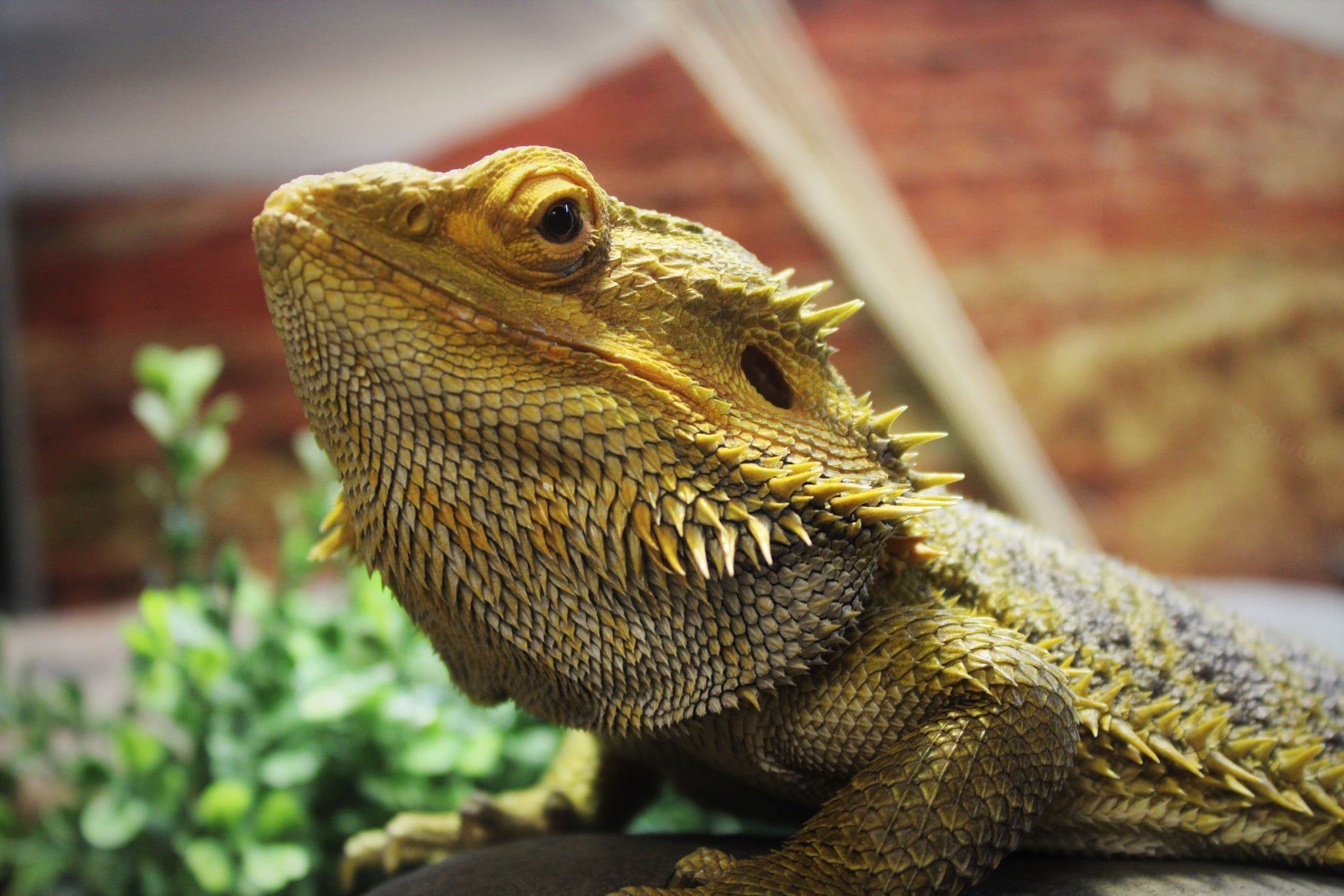 Bearded Dragon